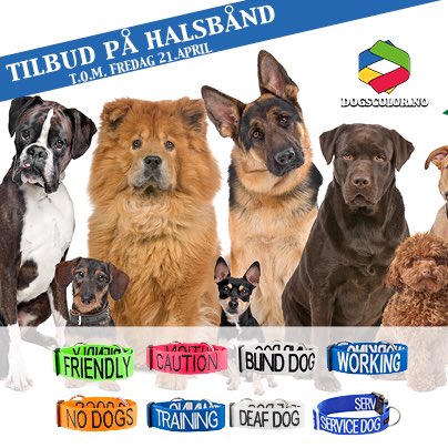 Dogscolor's tweet photo. Bestill på https://t.co/auoq7TmAST @KlarnaNO #hund #dogs #norge #hundetraining #friendly #hundepassere #hundeskole #labrador #boxer #poodle https://t.co/xY9QvCOnd5