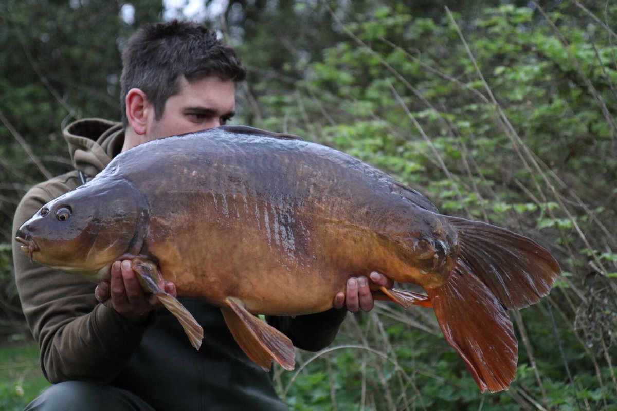 OxfordCarpBaits's tweet photo. Chris Selby with a big old Mirror known as Big Pecs from a Berkshire Pit.
#MCNut #5Alive
https://t.co/896DdP9Yvd https://t.co/bw2q4FzsXI