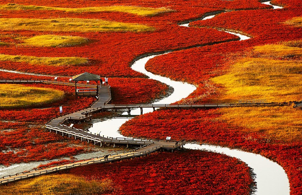 Red Fields Of South Korea | Photography by ©Seung-Ki Kim