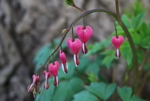 gardenwithdiana's tweet image. I always love when the #bleedinghearts bloom! #Dicentraspectabilis #spring #springflowers #photooftheday #garden #gardening #plantchat
