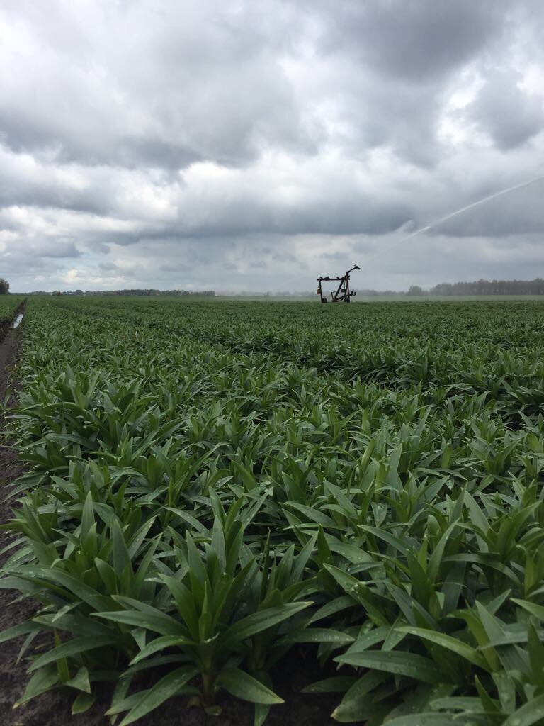 VeningaHijken's tweet photo. Alle middelen worden ingezet om de #nachtvorst te bestrijden in de #lelieteelt !! #druppelslang #haspel #buizen-beregening #kleden-trekken https://t.co/5439IKkhRD