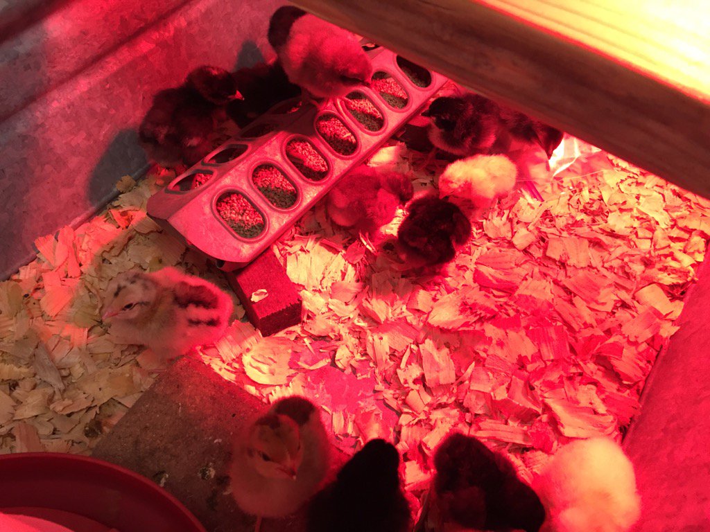 LibraryKerr's tweet photo. @KerrComets #LibraryChicks are too cute! https://t.co/spehFN2SgF