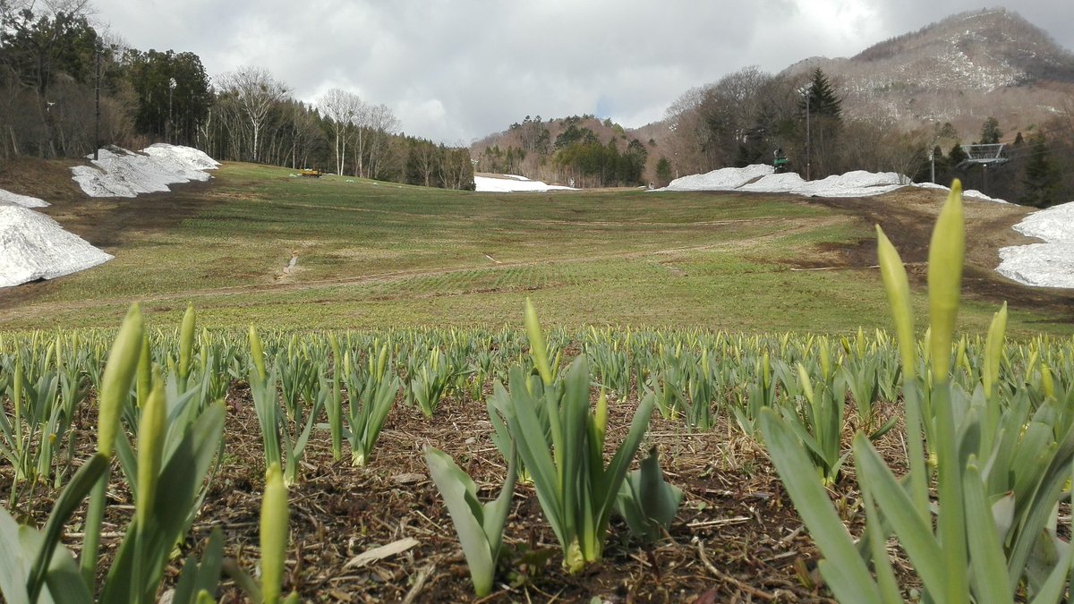ノルン水上スキー場 ノルンみなかみフラワーガーデン オープンまであと4日 咲きそう 営業期間 4月22日 5月21日 営業時間 8 30 16 00 料金 入園料900円小学生以下無料 リフト 片道500円往復800円 Minakami Now Norn T Co L8fvtxclv4 ノルン水上スキー場 ノルンみなかみフラワーガーデン オープンまであと4日 咲きそう 営業期間 4月22日 5月21日 営業時間 8 30 16 00 料金 入園料900円小学生以下無料 リフト 片道500円往復800円 Minakami Now Norn T Co L8fvtxclv4