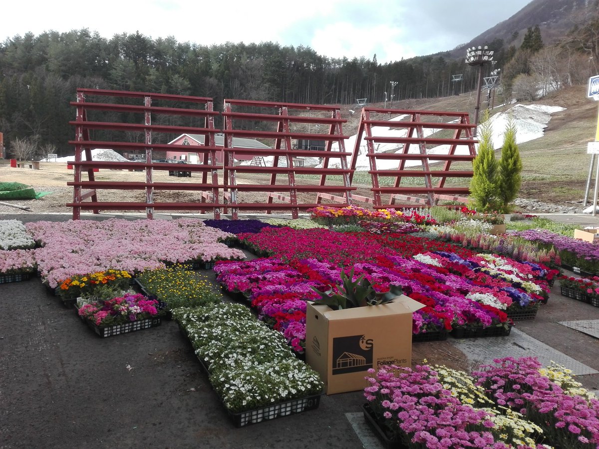 ノルン水上スキー場 ノルンみなかみフラワーガーデン オープンまであと4日 咲きそう 営業期間 4月22日 5月21日 営業時間 8 30 16 00 料金 入園料900円小学生以下無料 リフト 片道500円往復800円 Minakami Now Norn T Co L8fvtxclv4 ノルン水上スキー場 ノルンみなかみフラワーガーデン オープンまであと4日 咲きそう 営業期間 4月22日 5月21日 営業時間 8 30 16 00 料金 入園料900円小学生以下無料 リフト 片道500円往復800円 Minakami Now Norn T Co L8fvtxclv4