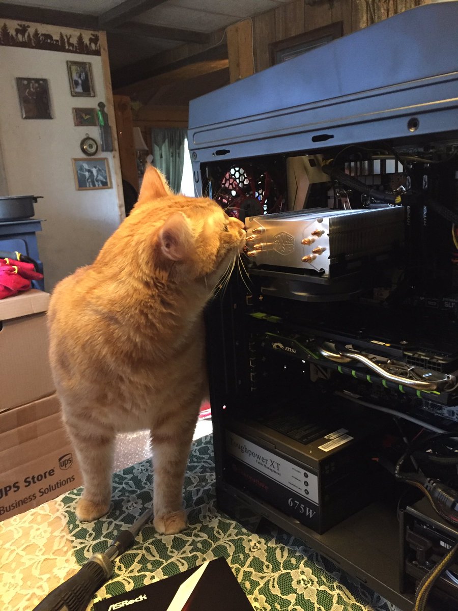 tekoverlords's tweet photo. It's official. He approves of the @CoolerMaster hyper 212 EVO #PCMasterRace #cats https://t.co/uMvgNobEHa