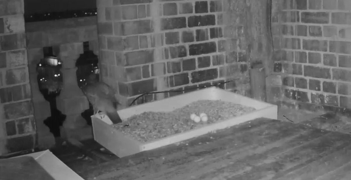 LeamPeregrines's tweet photo. Changeover on the 23rd day (after the last egg was laid). https://t.co/bjYE80HVYm
