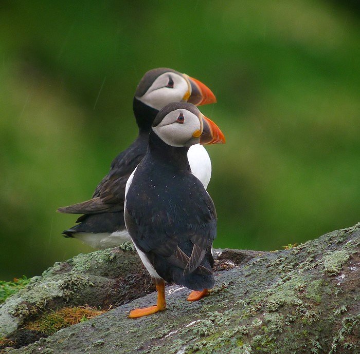 Puffins that stay close during migration have more chicks #ornithology bit.ly/2pxHKjm