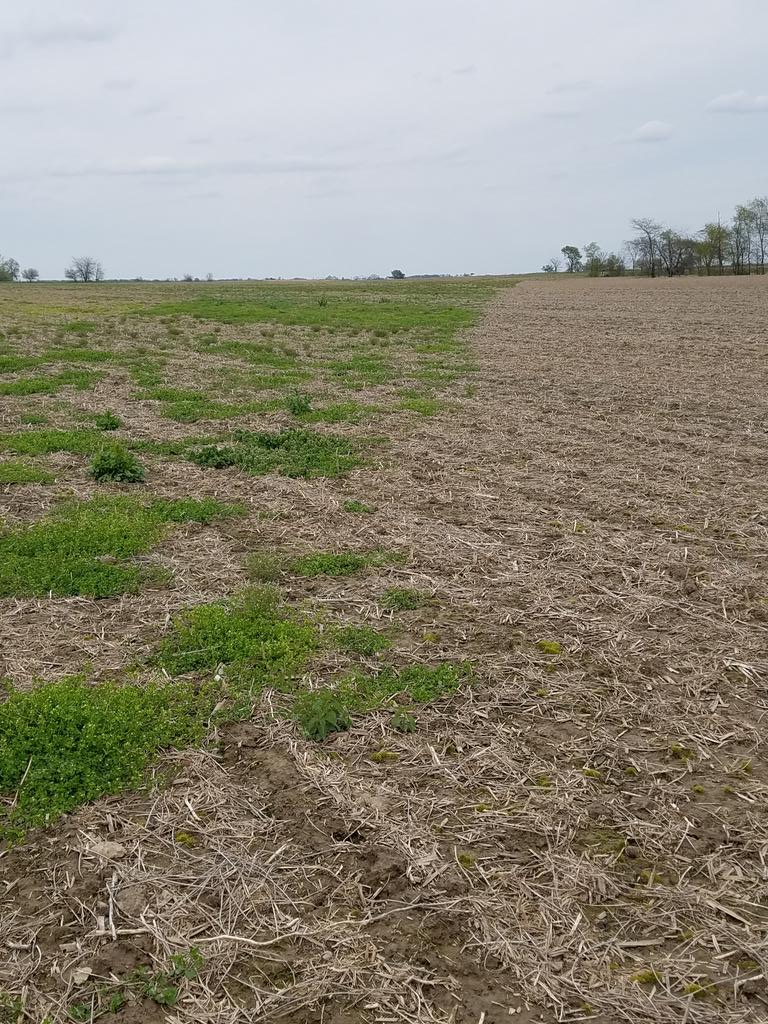 PhelpsRodney's tweet photo. #basf17. Left no fall burn down Rt 3 Oz Distinct fall 16. Looking good and seeing is believing. #basfproductsrock.#17spring. #17basftweets https://t.co/weE84pzIgD
