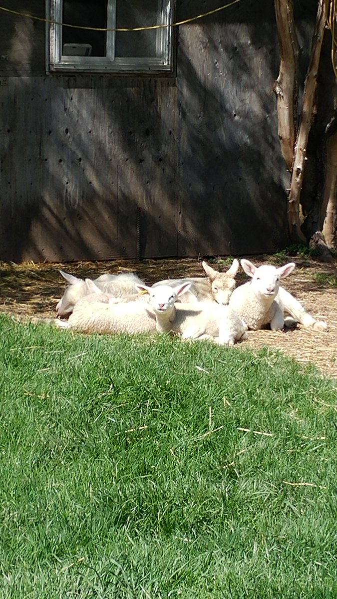 Enjoying some afternoon sun. #farming #FarmLife #Lamb