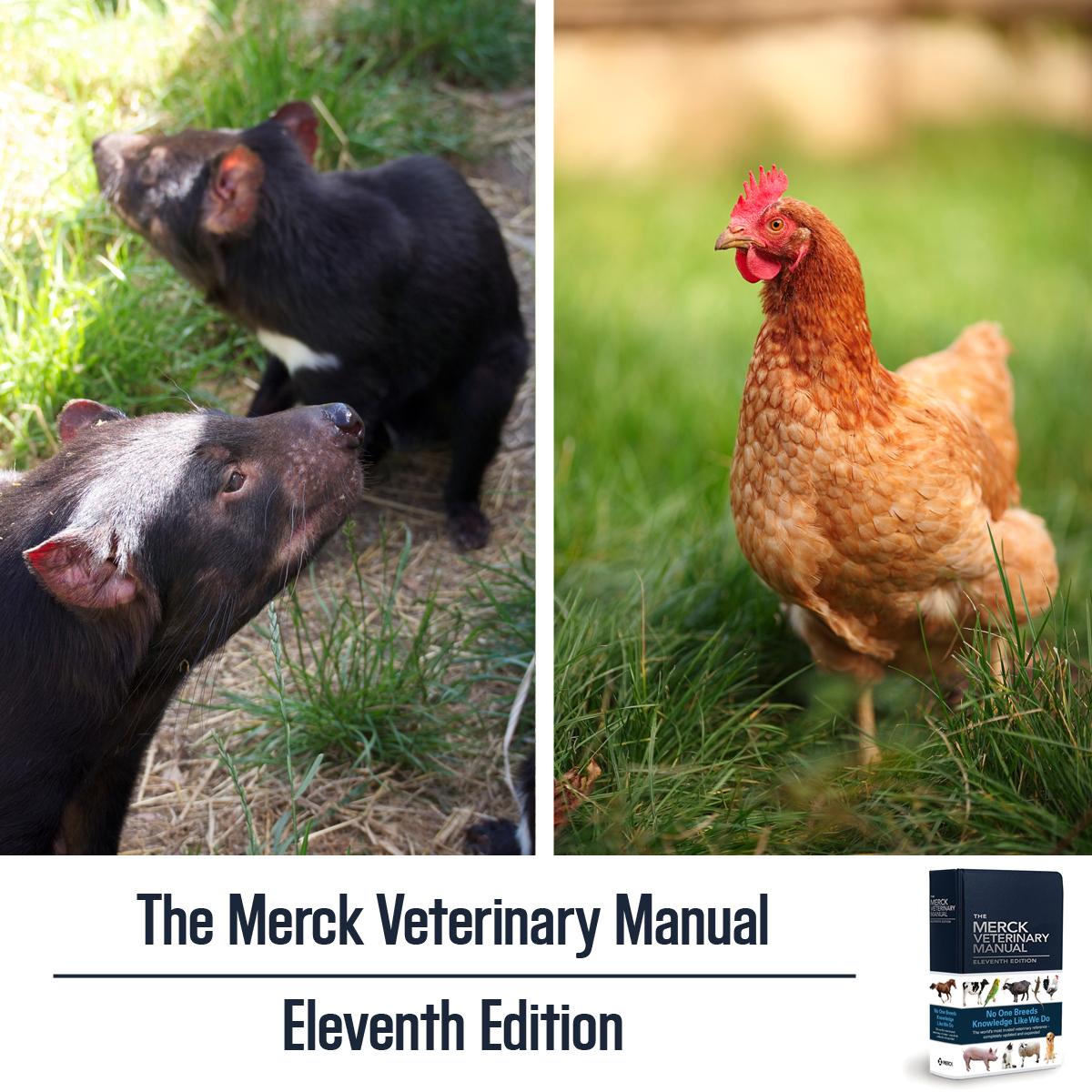 MerckVetManual's tweet photo. Where else can you learn about the breeding cycle of the Tasmanian devil AND cannibalism in poultry? Order: https://t.co/NmXJHPxLuc #MVM11 https://t.co/6eaLzvtytG