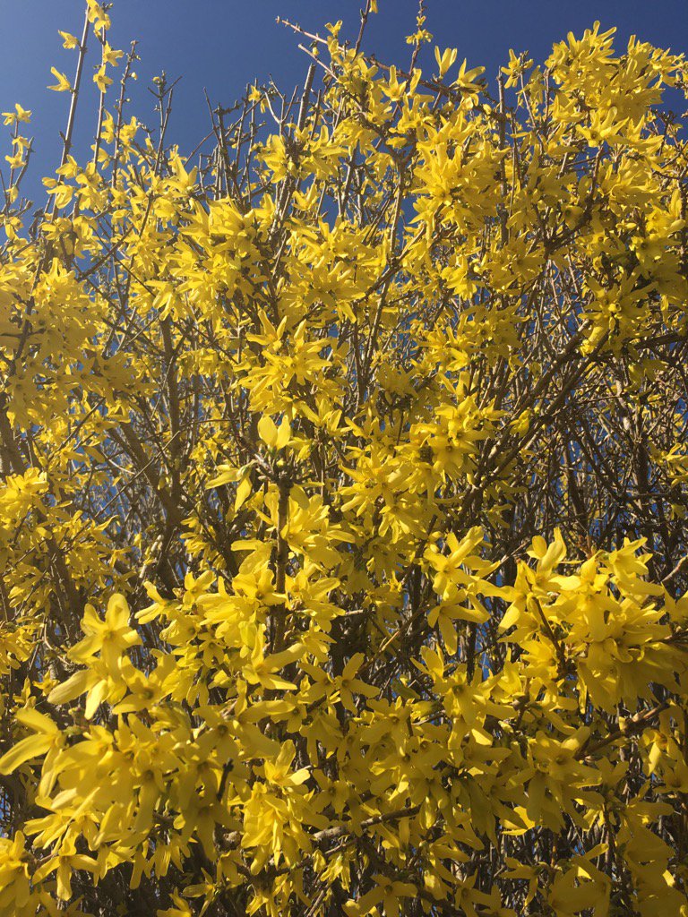 c_muran's tweet photo. Just beautiful! And look at that gorgeous blue sky! #trulyblessed #Forsythias #goldenglory #spring #lovemyhome https://t.co/DwqvGOU2Yg