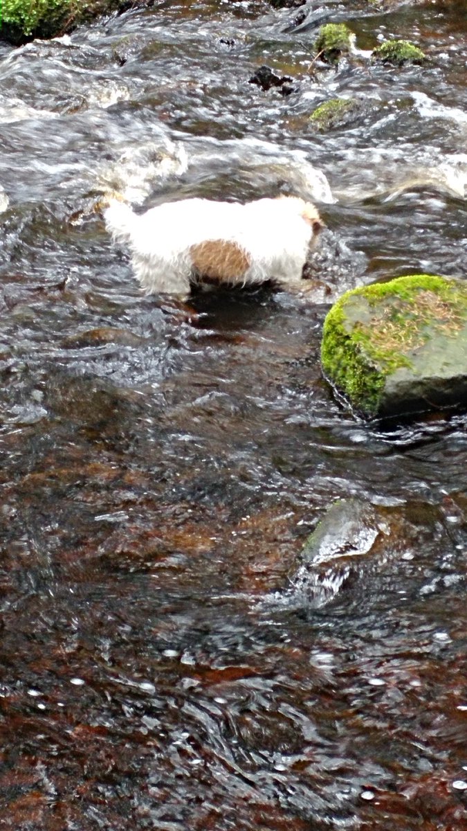 NicJones70's tweet photo. @badgerdastaffy I do that..and sticks..love sticks https://t.co/3Kk5lVnaX6