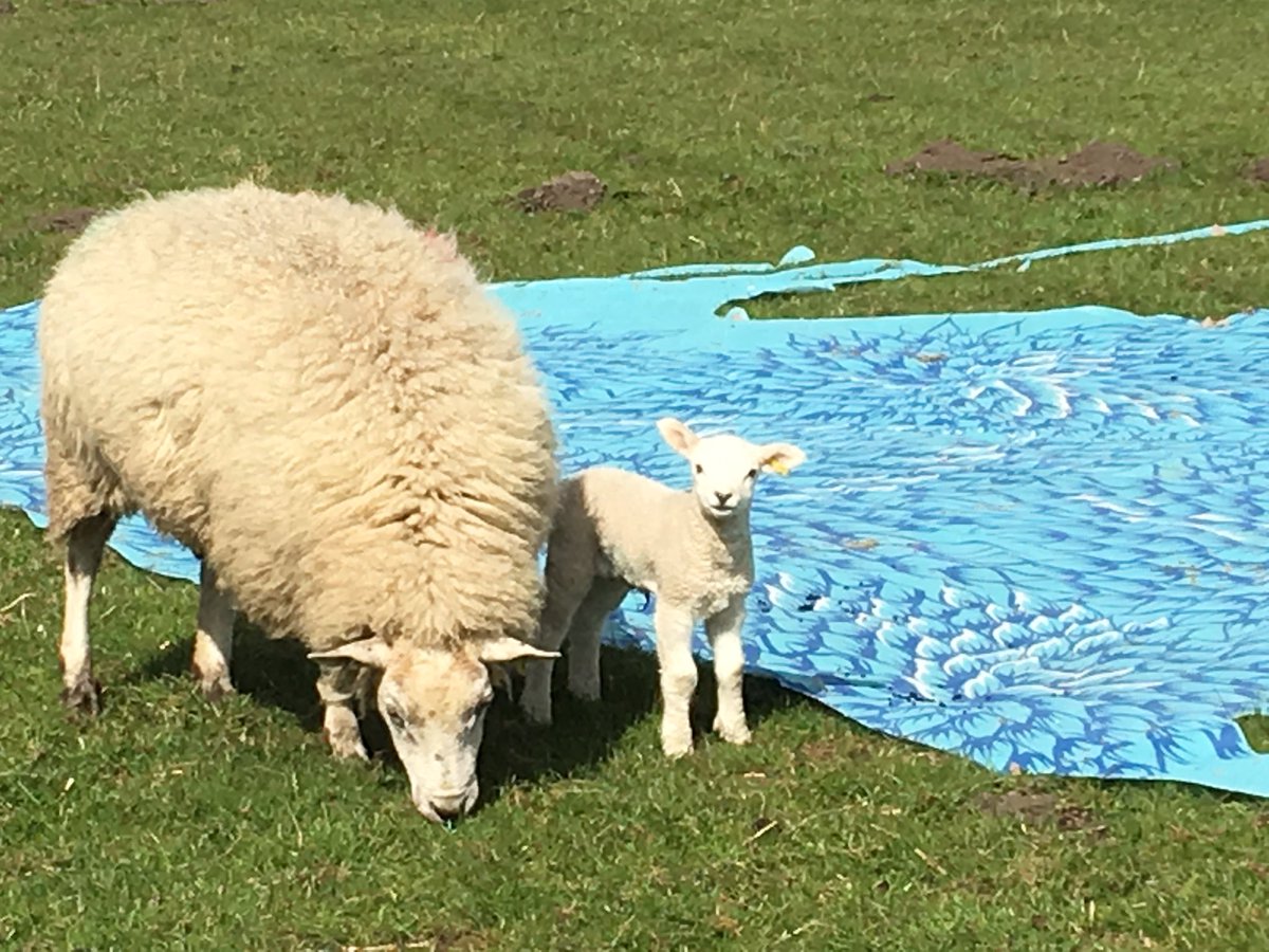 Imran Quresheep! see this #fieldsofvision installation by award winning artist in amongst the flock at @KeelhamFarm Thornton. <a href="/bradfordmdc/">Bradford Council</a>
