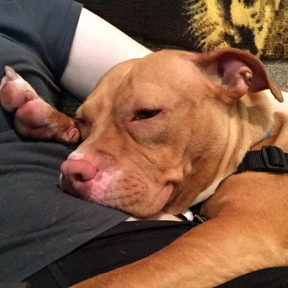 HumaneRescue's tweet photo. Our "In Real Life" program allows short-time fosters to give dogs a reprieve of shelter life. Find out more: https://t.co/aZuwYbjqIp https://t.co/EPJeIQ2iPO