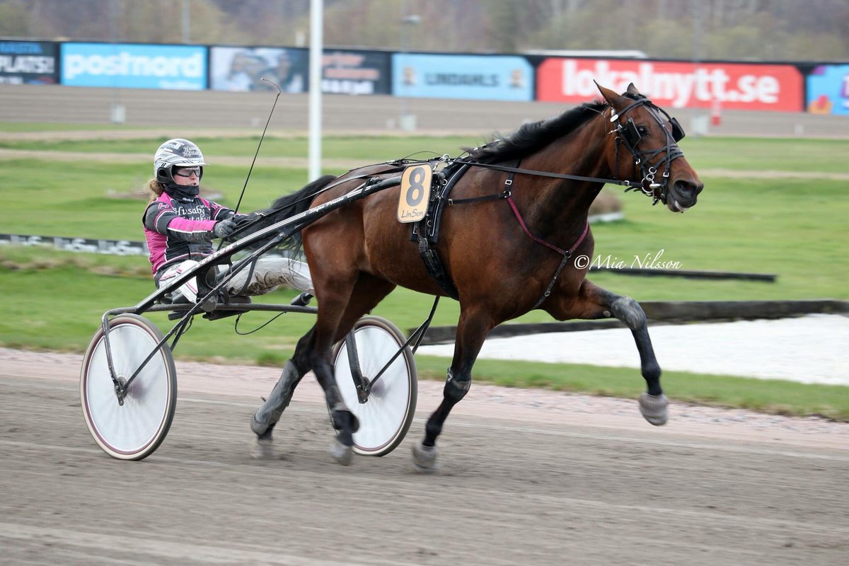 wingaitake's tweet image. Ännu en seger av Bring Me Backs avkommor. Wingait Erik 17.4 seger med 7 längder. Dags att boka betäckning av honom. 070-5441626