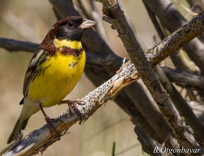 GlobalGoalsUN's tweet photo. Numbers of yellow-breasted bunting--a food delicacy in parts of Asia--have decreased 80% in 10 yrs. Let's end this. #TheirFutureIsOurFuture https://t.co/zcrx5iTugR