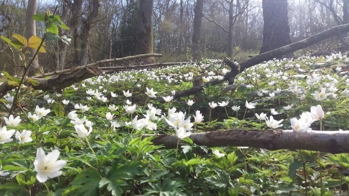 kateprice4's tweet photo. Lots of stunning wood anemone flowers in the woods at #wenlockedge at the moment. https://t.co/63THtUAj8N