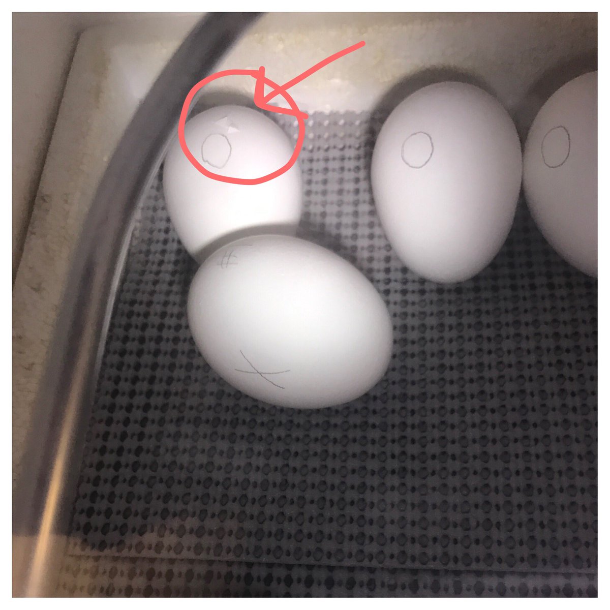 MrsRachelChurch's tweet photo. We have our first pip happening!! We hope to have several baby chicks tomorrow! 🥚🐣🐥 @AltonElementary https://t.co/AKgMQj6yDb