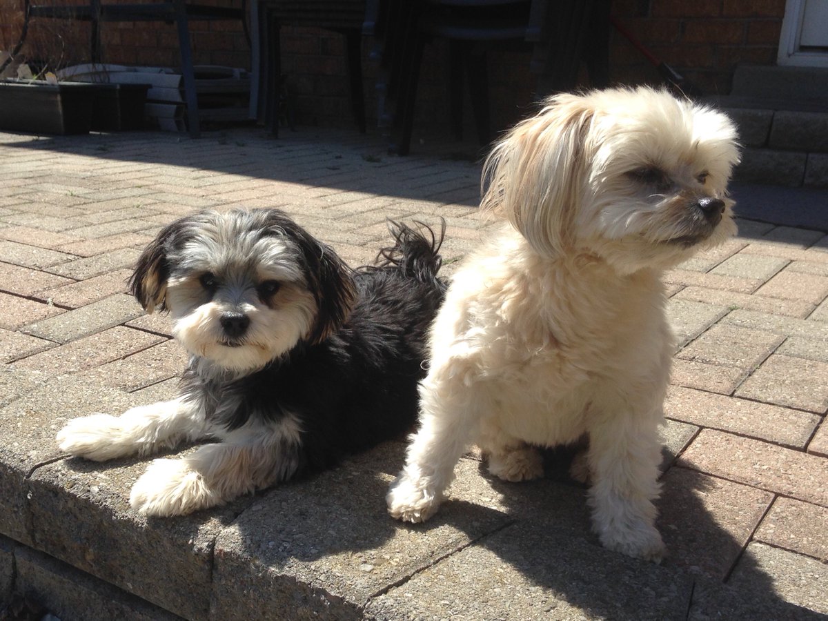 PTSDBunkerGear's tweet photo. Enjoying the #sunshine #ptsdpets
@Sunni_Tzu @medictherapydog @TPSQuinn @puppy_snuggles https://t.co/Swxw0TPN5U 
https://t.co/ZjFCBRCznh https://t.co/C1SuXjxQZq