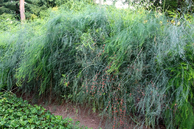 DailyVegetables's tweet photo. If you don't pluck asparagus early on, it matures as a large fern-like plant (females grow berries) #asparagus https://t.co/d2AzgN9pT1 https://t.co/QguI9cfMJm