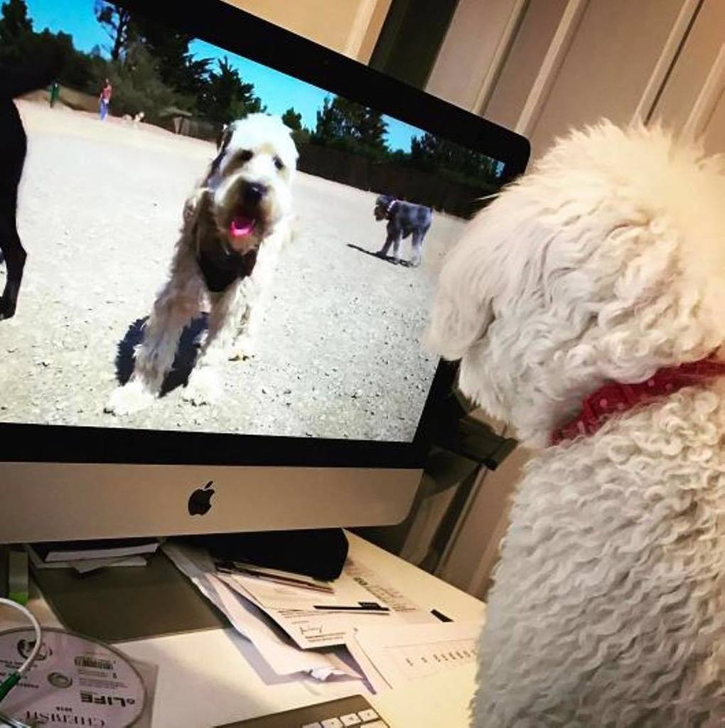 dogtv's tweet photo. Sometimes it can feel like looking into a mirror! 📸⠀
@simplycherishedwirral⠀
#dogsofinstagramn #dog #DOGTV #Dogs #dogsofig #dogsofinsta… https://t.co/xRjWXeNjLY