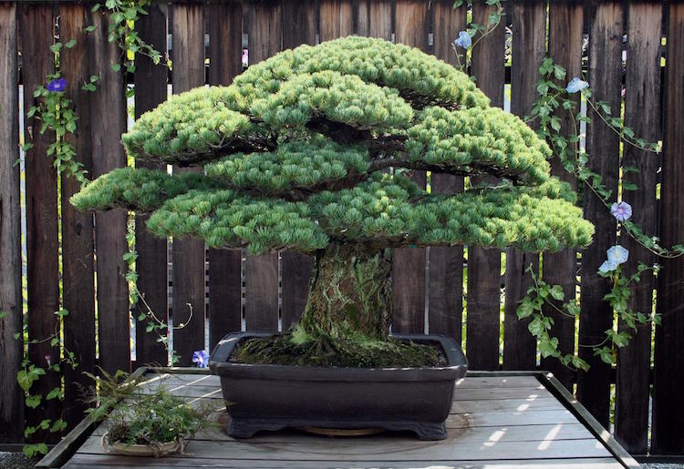 mymodernmet's tweet photo. 391-year-old bonsai tree survived Hiroshima bombings and keeps growing https://t.co/Cq3l0A1B6X https://t.co/2HqD5fniSY