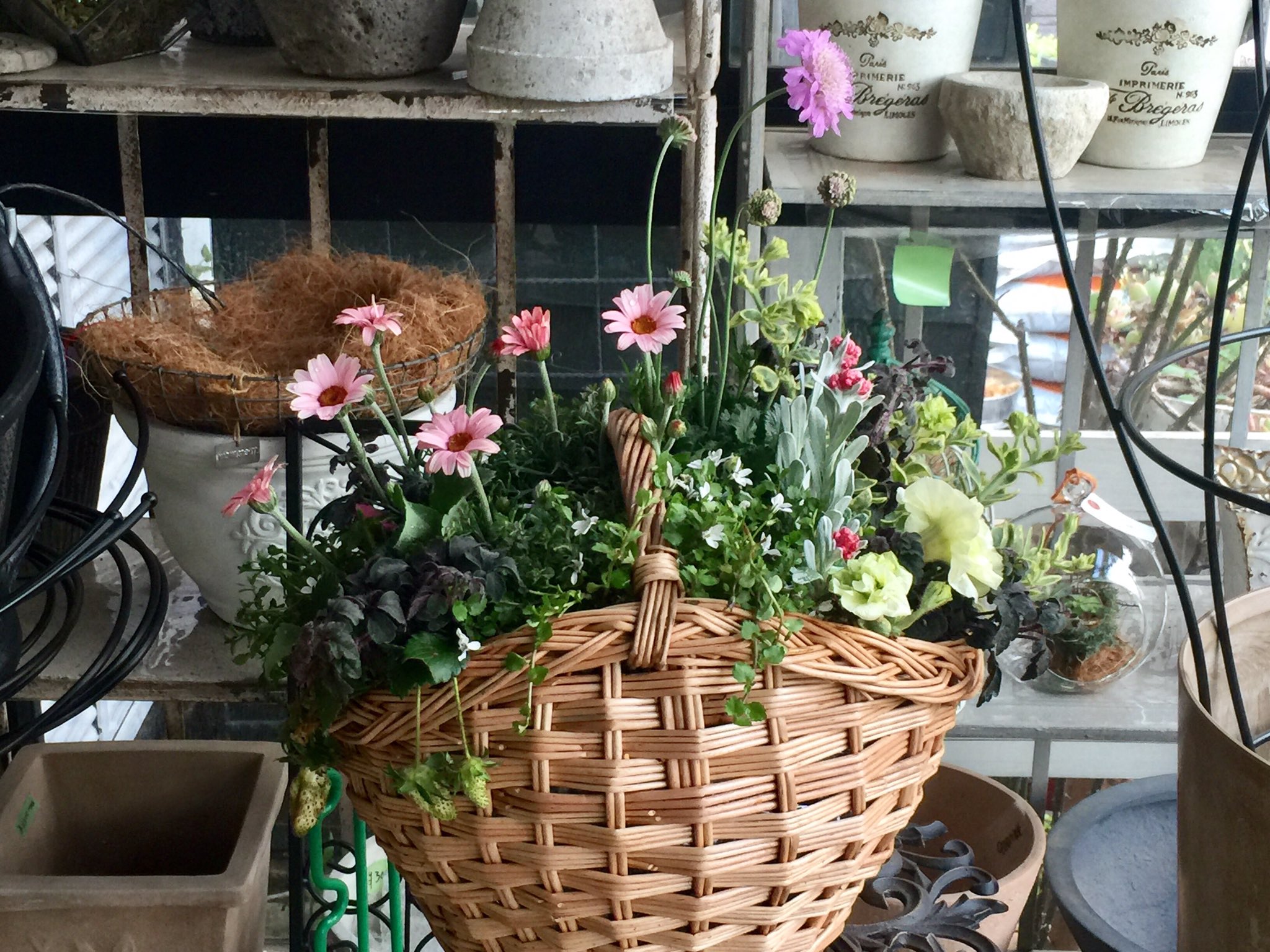 花の植える時期 Twitter Search Twitter