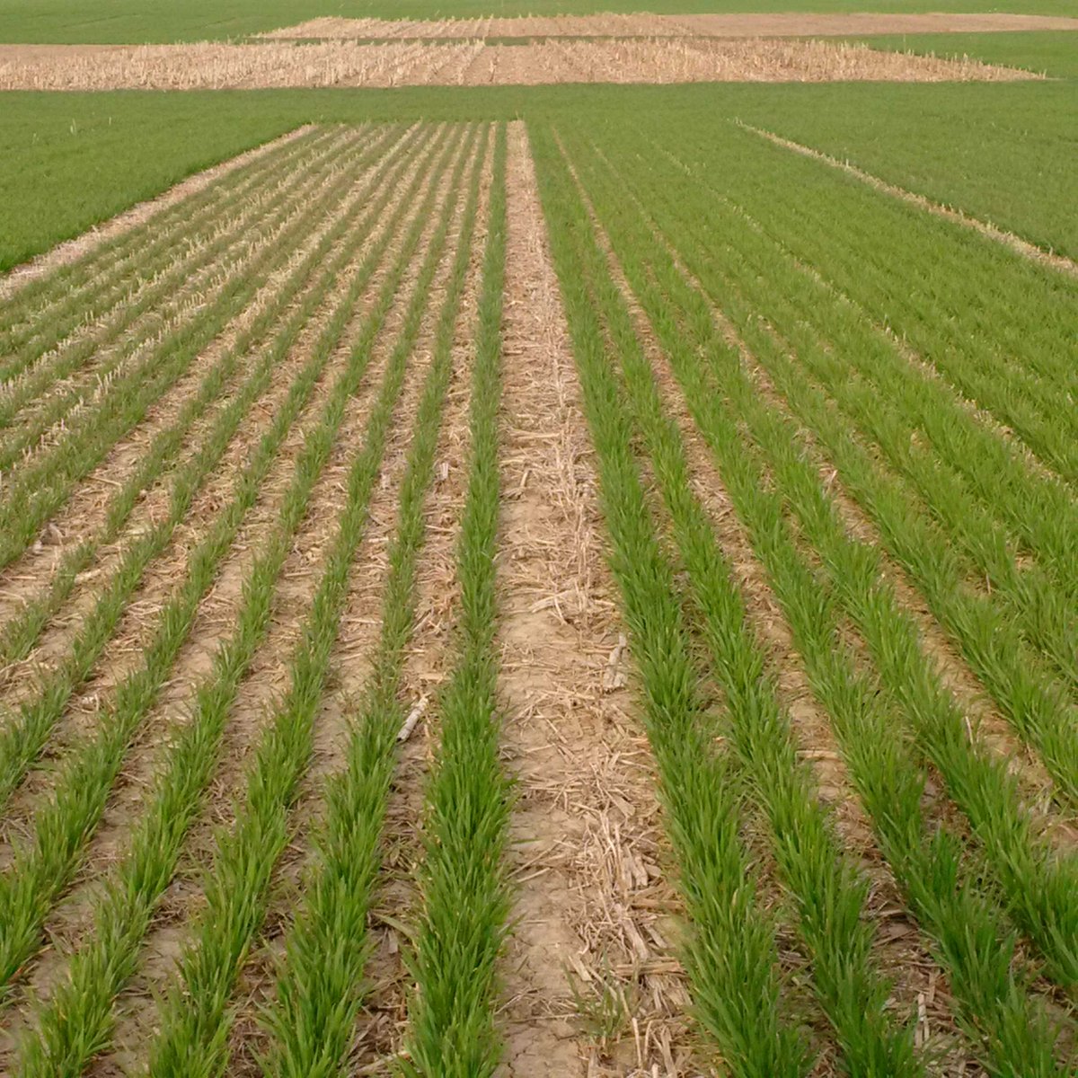 Every year HUGE diff w phos fertlizer in #wheat. Soil test 8 ppm Olsen, no starter left, 100 MAP w seed right