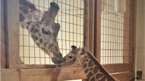 WXII's tweet photo. See April the Giraffe's Calf Meet His Daddy for the First Time https://t.co/z0qvtIdJWS https://t.co/wVeJMdbBfo