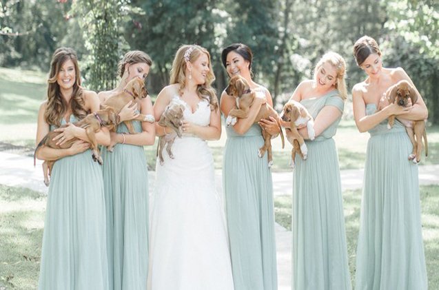 Bullies Replace Bouquets in the Best Wedding Photos Ever http://www.petguide.com/blog/dog/bullies-replace-bouquets-in-the-best-wedding-photos-ever/ …
