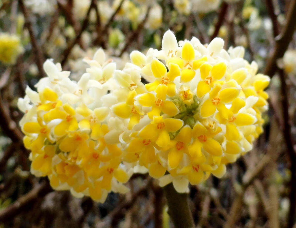 草木のこと على تويتر Edgeworthia Chrysantha 仲春の季語としても知