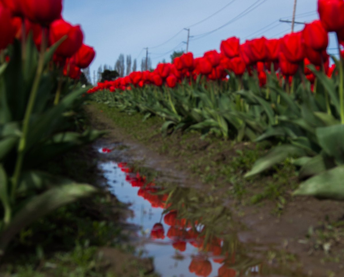 Roozengaarde | boundless-journey.com 
#boundlessjourney #pnw #flowers #tulips #skagitvalley #roozengaarde #pnwonderland