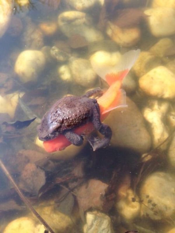 SpeakComedy's tweet photo. When they say there's plenty of fish in the sea, but she's your fish. https://t.co/4kxgVRnkbz