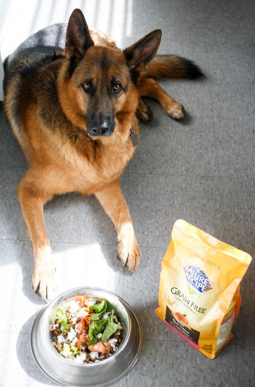 _FamilyTime_'s tweet image. Give your furry friend the best with Nature's Recipe Dog Food at Walmart! bit.ly/2nZqpTk #AD