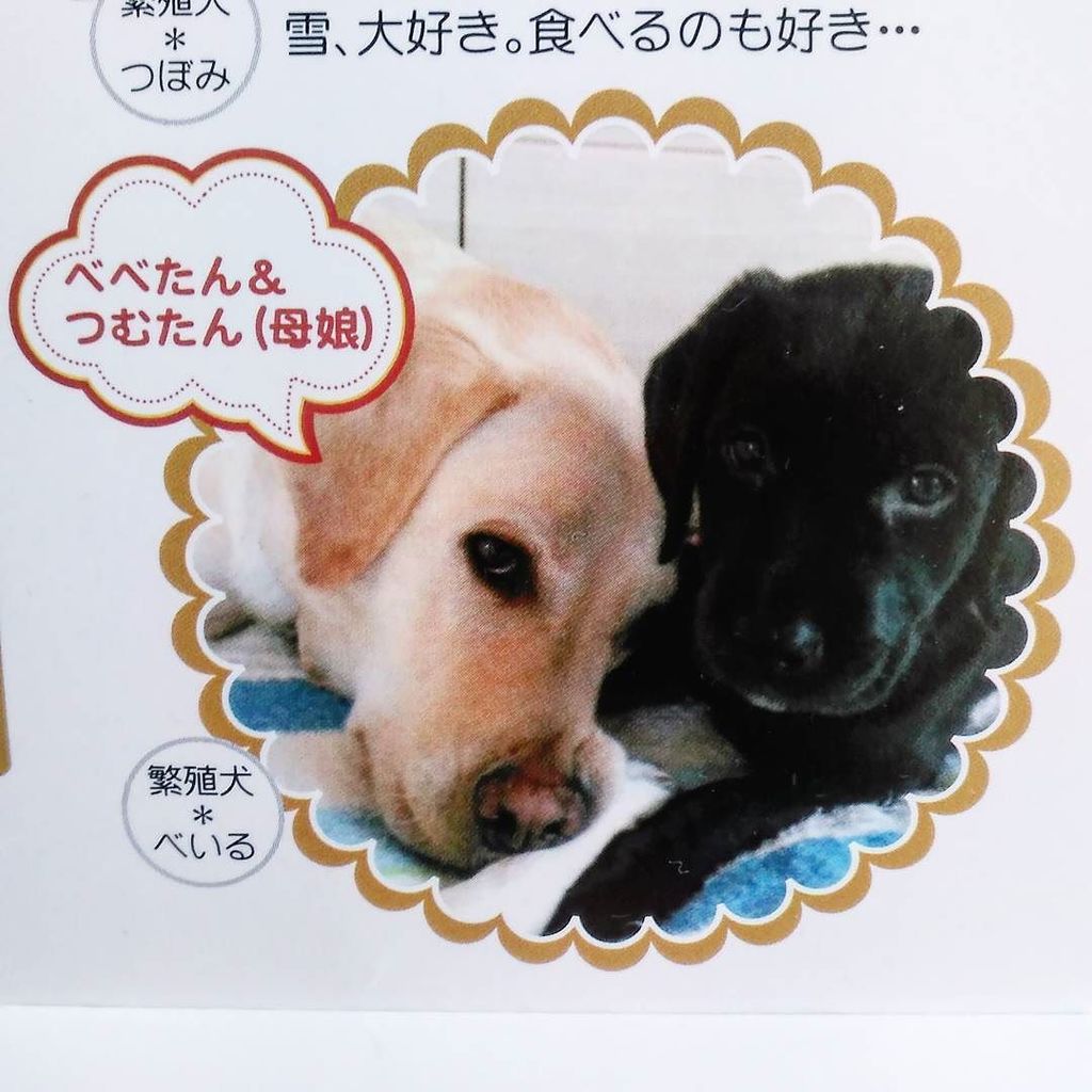 犬と一緒に はじめてのパピーウォーカー 久し振りに2頭目のパピー ツムギの記事をブログにup しました つむたん Pr犬デビュー お時間あるかた 遊びに来てね 写真は委託前のツムギと母犬べいるちゃんです 犬 盲導犬パピーウォーカー 盲導犬 犬と一緒に はじめてのパピーウォーカー 久し振りに2頭目のパピー ツムギの記事をブログにup しました つむたん Pr犬デビュー お時間あるかた 遊びに来てね 写真は委託前のツムギと母犬べいるちゃんです 犬 盲導犬パピーウォーカー 盲導犬