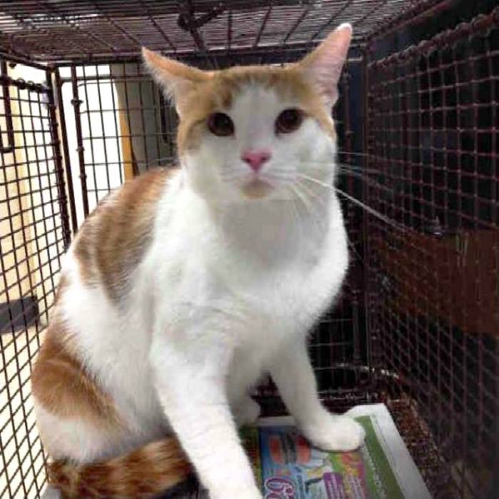 WildeOscarCat's tweet photo. RT@urgentcatstampa DENIRO - A1736659  1 y neutered male...RTG Kitty #TampaBay #FL #Cats #AdoptMe #TUNATUESDAY  https://t.co/KLyO6KnXad https://t.co/L9gWDjN538