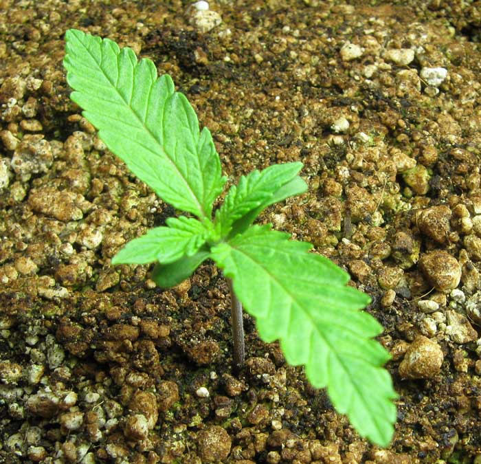 HawkFlight1130's tweet photo. #420week Celebrate with us! Every order includes a seedling! #Lemonsourdiesel #growyourown #cannabis https://t.co/oUbuwWXe01