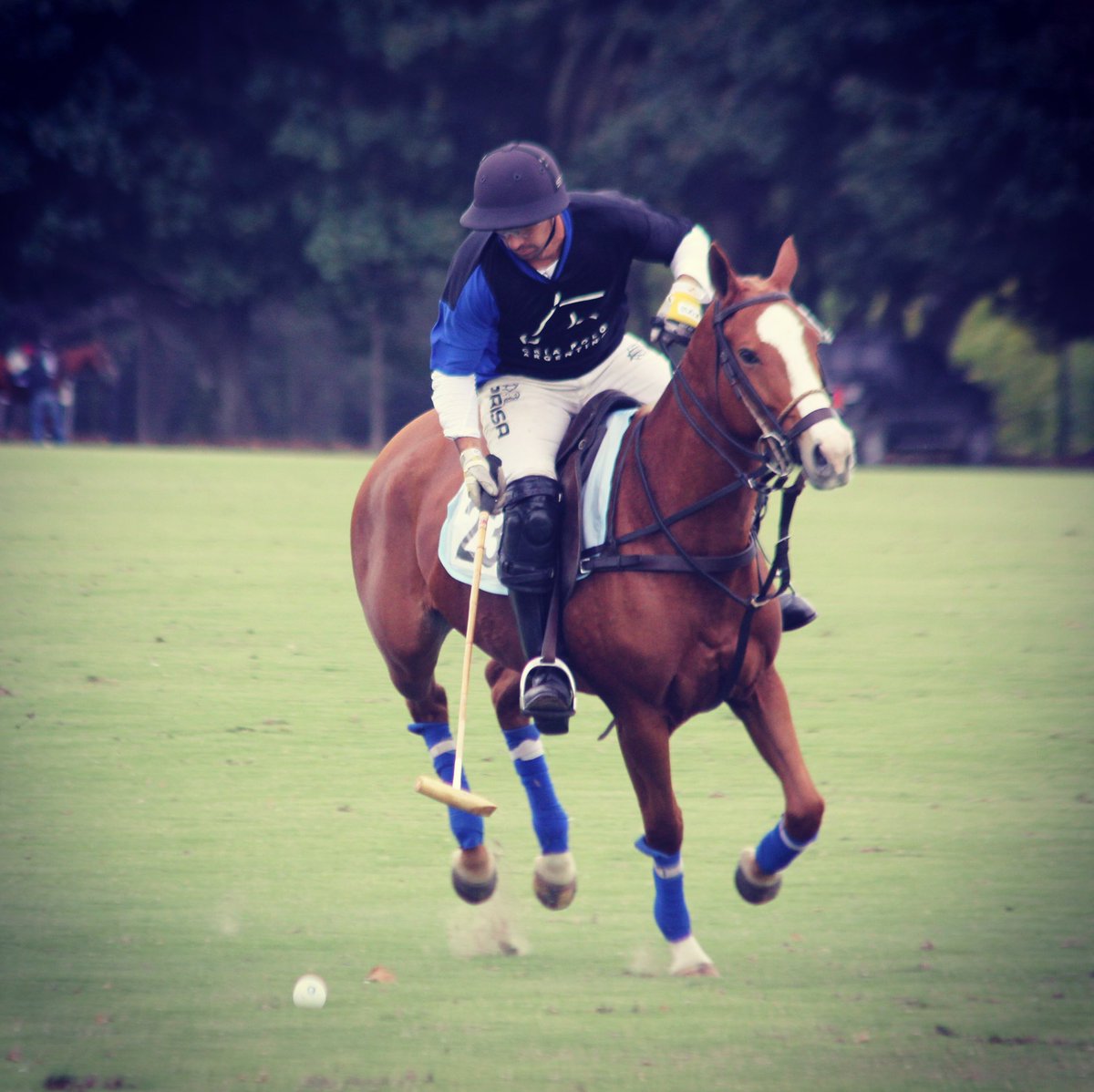 Polo Argentino tweet media