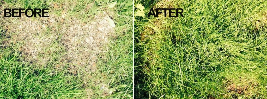 freestuffam's tweet image. Canada Green Grass as low as $19.95 bit.ly/2pfcZ6f