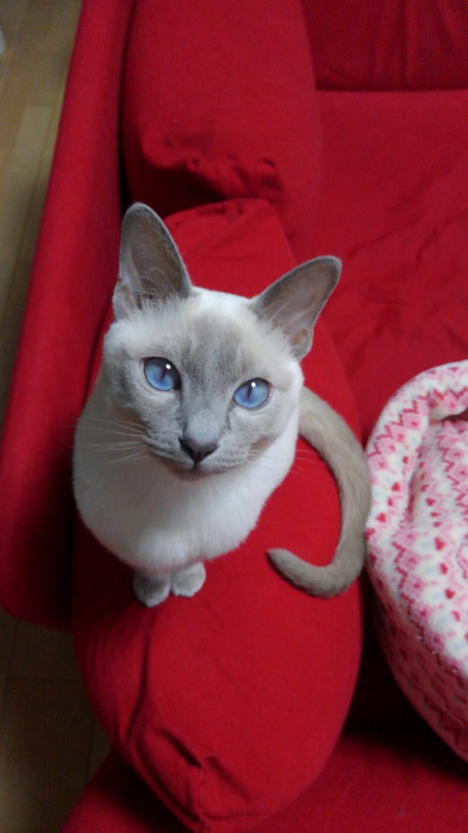 志水れいこ 今日は 起きたら やらなきゃいけないことが積み上げられとる のに タケルさんが久しぶりに吐いた ねこが毛玉を吐くのは悪いことじゃないし 暫く吐いてなかったからﾍｱﾎﾞｰﾙｺﾝﾄﾛｰﾙのｶﾘｶﾘ足したんだけど その直後に置いてかなきゃいけない