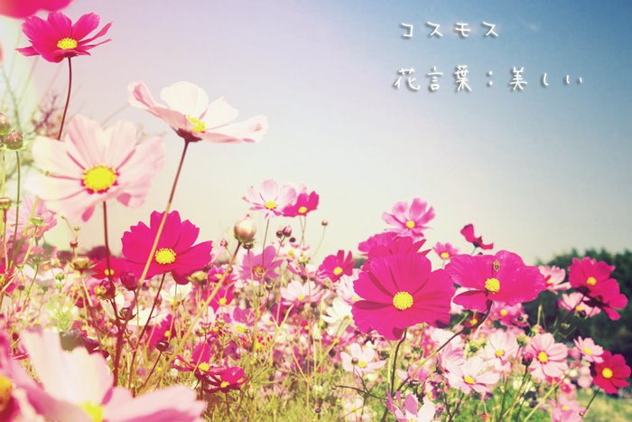 君に贈る誕生花 10 9 コスモス 花言葉 美しい 10 10 ベニジウム 花言葉 常に新鮮な美しさ 10 11 ブラキカム 花言葉 可憐な仕草 10 12 ゼラニウム 花言葉 真の友情 T Co Arqfzgrucy Twitter