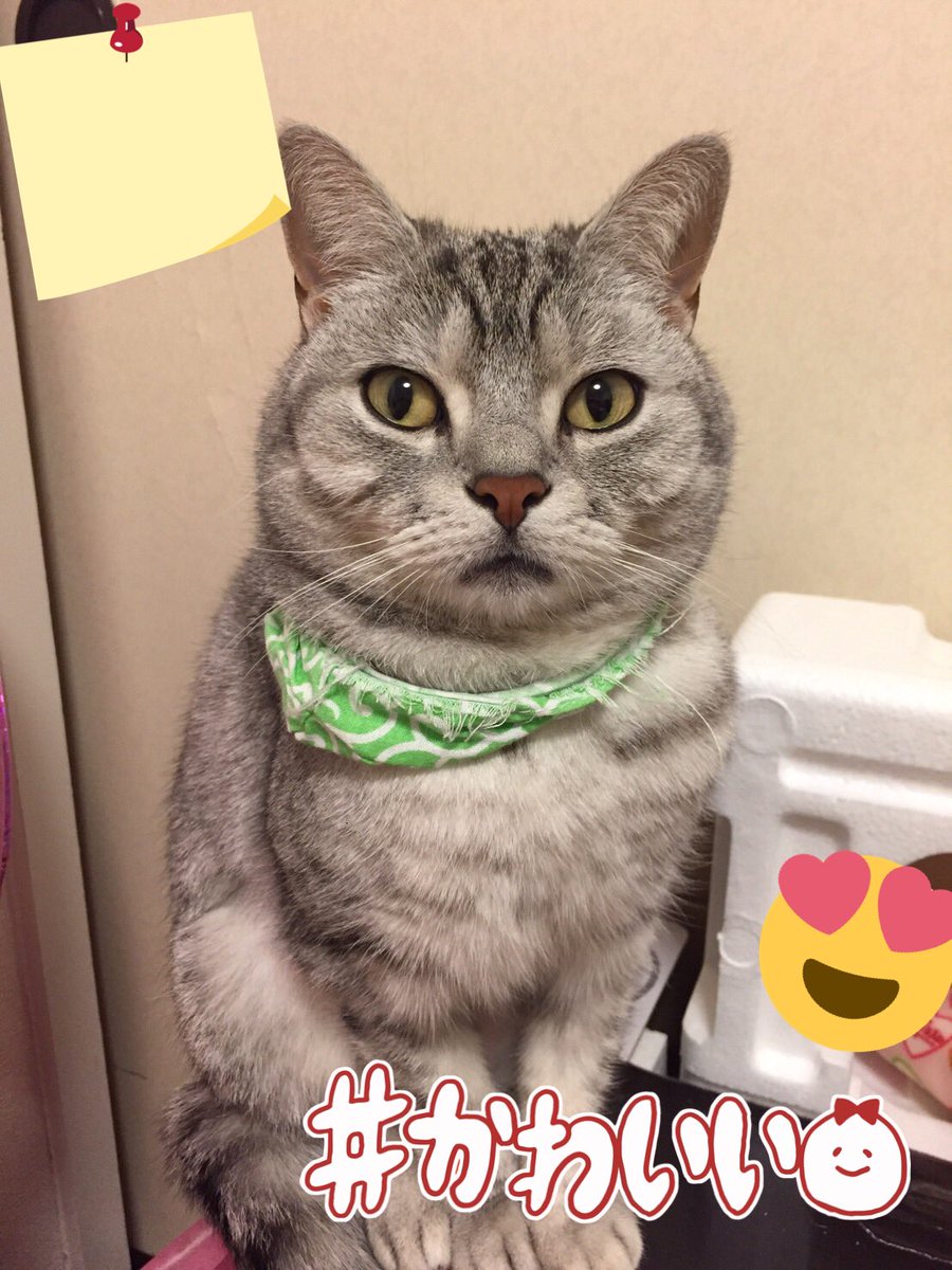 sentokansai's tweet photo. おはごじゃ( Ü )
かわいいです。
カメラ目線いただいてます。
ありがとうございます。
今日はおやすみです〜⸜(๑⃙⃘'ᵕ'๑⃙⃘)⸝⋆*
なーにしよっかなぁ〜!
#veyr cute.
#スコティッシュフォールド
#きょうのすぅちゃん
#Scottish Fold https://t.co/xo5guYQX9Q