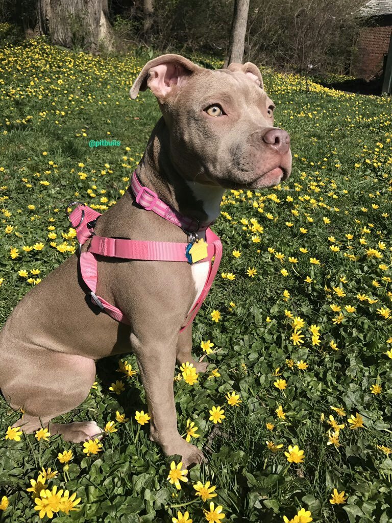 PitbuIIs's tweet image. 