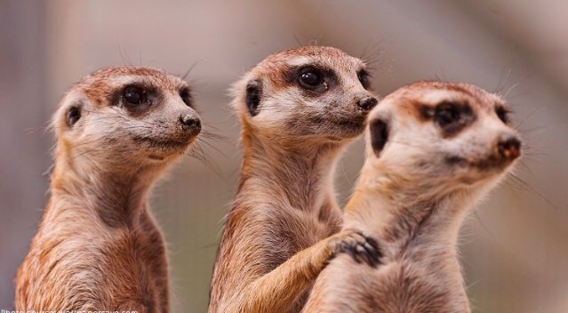 lolo_co_'s tweet photo. Did you know?? 
Meerkats have excellent eyesight and can spot predators in the air from more than 300 m away https://t.co/oycpllj0KH