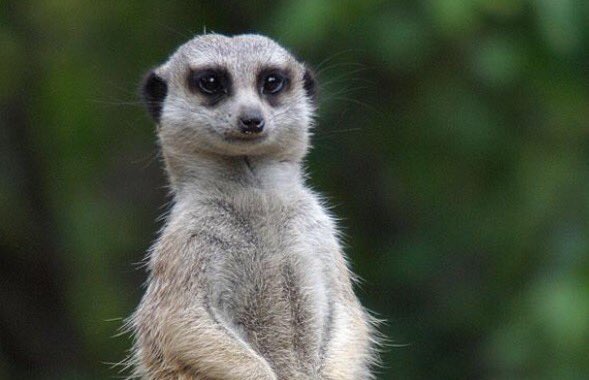 lolo_co_'s tweet photo. Did you know?? 
Meerkats have excellent eyesight and can spot predators in the air from more than 300 m away https://t.co/oycpllj0KH