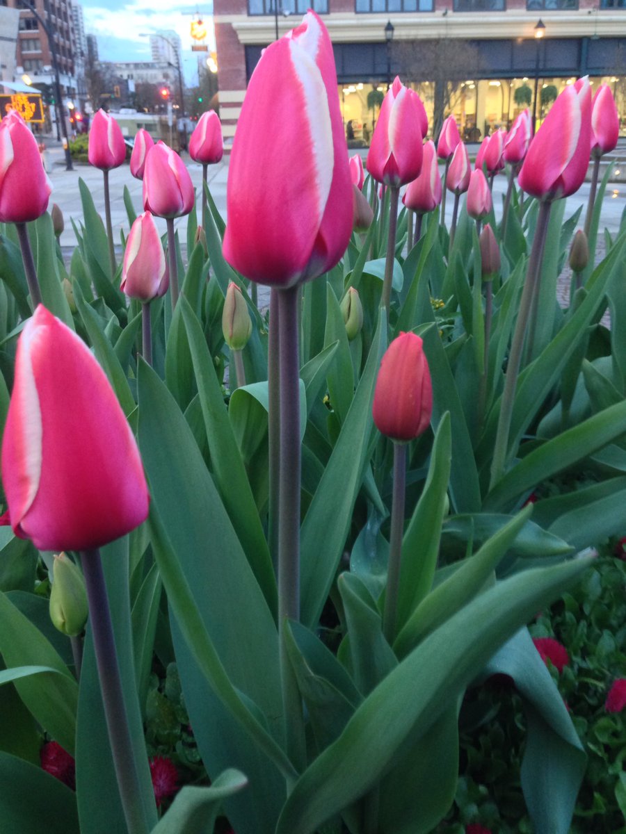 ChrisseaTea's tweet photo. Sweet #tulips blooming at #HyackSquare ππ·ππ·ππ·ππ·ππ·Finally starting to look like Spring #NewWest π https://t.co/PIf5eVWkX9