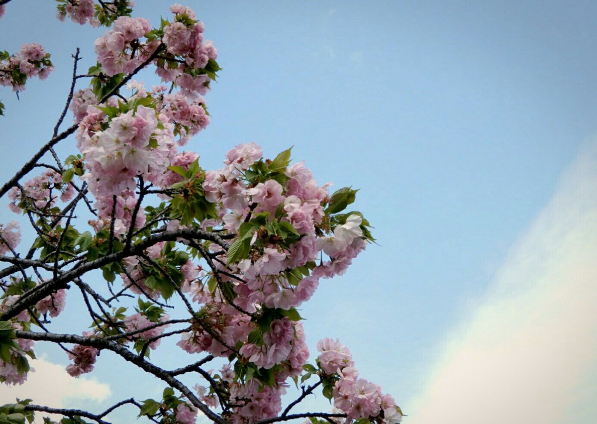 何度でも花が咲くように私を生きよう