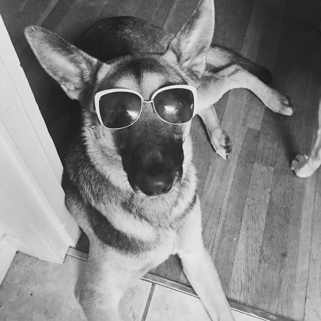 ShaiGermanShep's tweet photo. When you're cool, you're 😎. https://t.co/Q39xuAbRJC