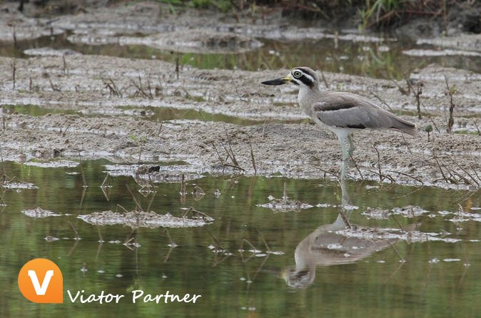ViatorPartner's tweet image. Private Tour - Bundala National Park Safari!
Book today: partner.viator.com/en/13524/tours… #Hambantota #Sri Lanka