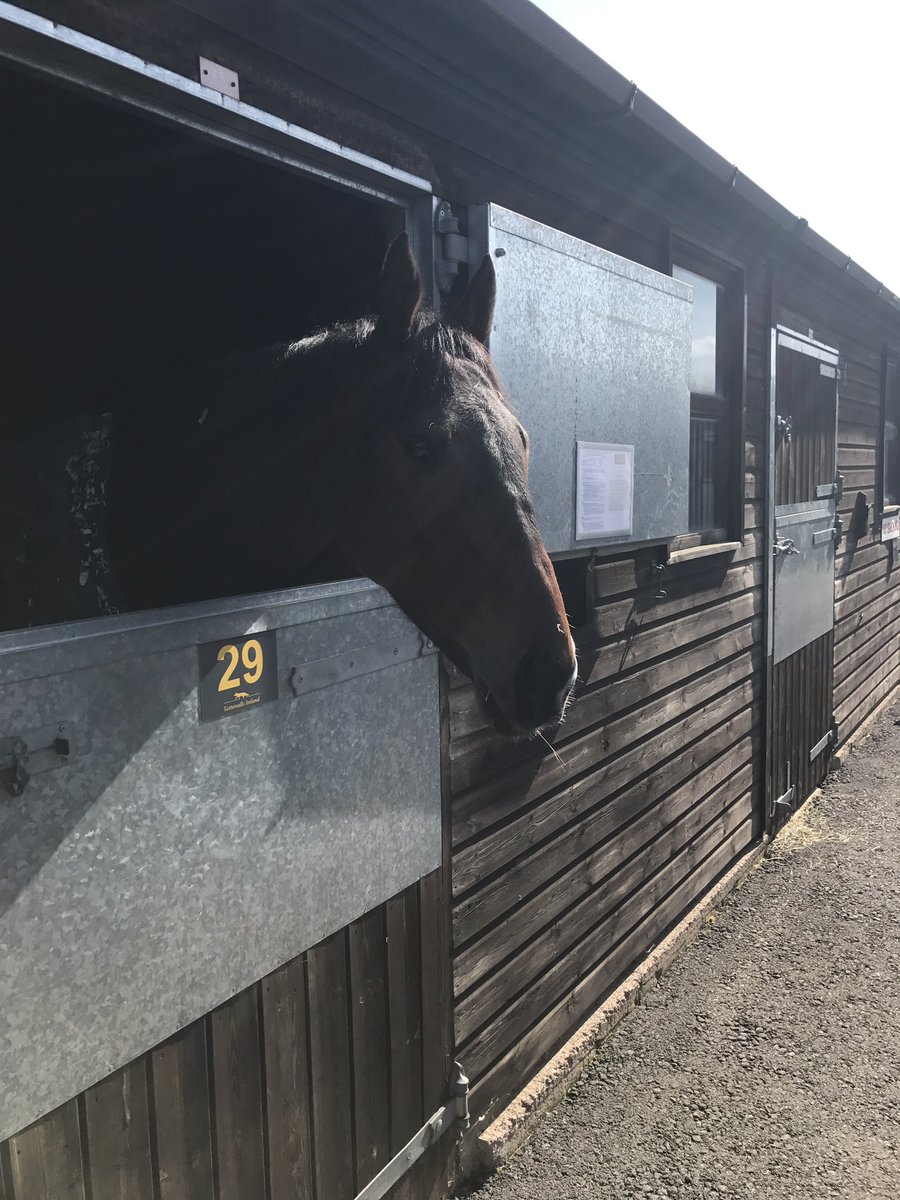 Lot 29 Global Citizen brother to <a href="/benpauling1/">Ben Pauling Racing</a> A Hare Breath enjoying the sunshine here <a href="/CheltenhamRaces/">CheltenhamRacecourse</a>